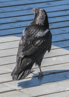 Corvus corax, Common Raven