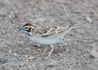 Chondestes grammacus, Lark Sparrow