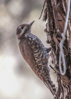 Picoides arizonae, Arizona Woodpecker