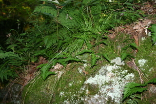 Carex deweyana