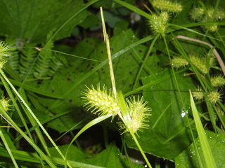 Carex lurida