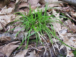 Carex pedunculata