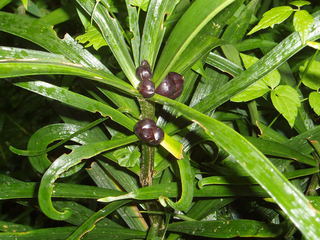 Lilium lancifolium