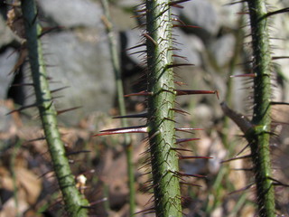 Smilax tamnoides