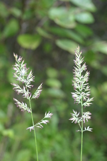 Calamagrostis coarctata