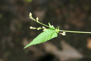 Polygonum arifolium