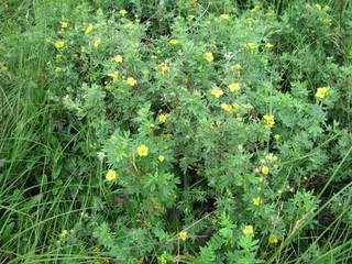 Dasiphora fruticosa, floribunda