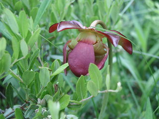 Sarracenia purpurea