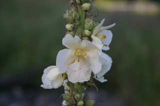 Verbascum phlomoides