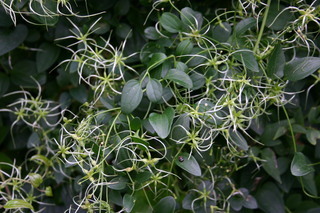 Clematis terniflora