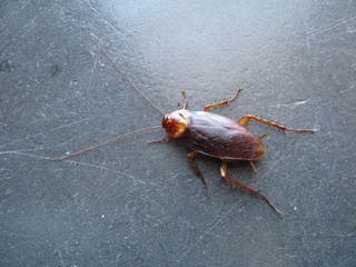 Periplaneta americana, American cockroach