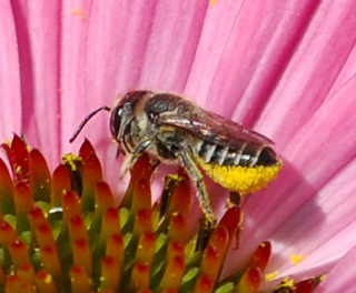 Megachile