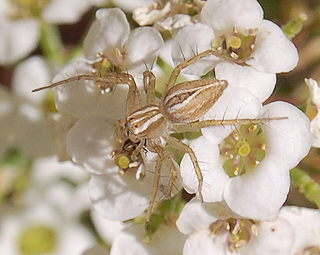Oxyopes salticus