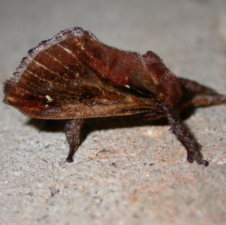 Acharia stimulea, Saddleback Caterpillar Moth