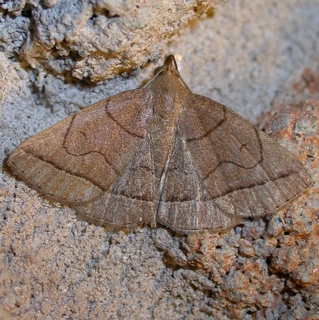 Zanclognatha obscuripennis, Dark Zanclognatha Moth