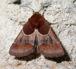 Schinia arcigera, Arcigera Flower Moth