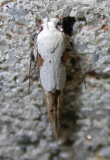 Mompha circumscriptella, Circumscript Mompha Moth