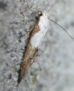 Mompha circumscriptella, Circumscript Mompha Moth