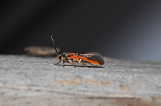 Euclemensia bassettella, Kermes Scale Moth