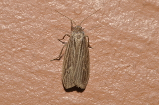 Crambidia pallida, Pale Lichen Moth