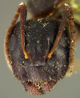 Camponotus caryae, was Formica caryae, fitch, 1855, head, type