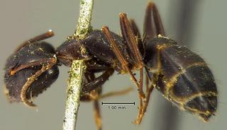 Camponotus caryae, was Formica caryae, fitch, 1855, side, type