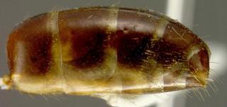 Camponotus clarithorax, was Camponotus marginatus discolor var clarithorax, emery, 1893, abdomen side, syntype