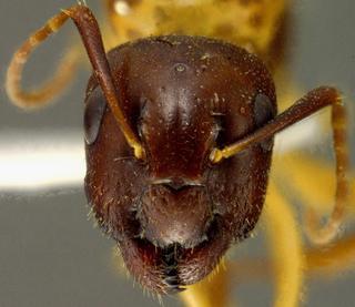 Camponotus clarithorax, was Camponotus marginatus discolor var clarithorax, emery, 1893, head, syntype