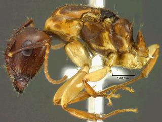 Camponotus clarithorax, was Camponotus marginatus discolor var clarithorax, emery, 1893, side, syntype