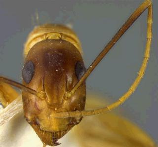 Camponotus fumidus var spurcus, Wheeler, 1910, head, type