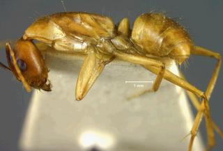 Camponotus fumidus var spurcus, Wheeler, 1910, side, type