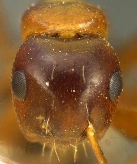 Camponotus hyatti, emery, 1893, head, syntype