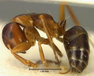 Camponotus hyatti, emery, 1893, side, syntype