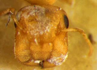 Camponotus pylartes var hunteri, Wheeler, 1910, head, type