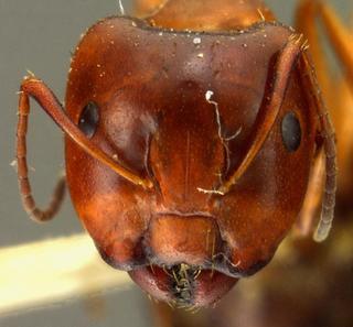 Camponotus sayi californica, emery, 1925, head, syntype