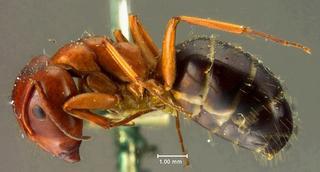Camponotus sayi californica, emery, 1925, side, syntype