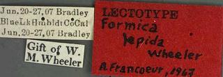 Formica cinerea var lepida, wheeler, 1917, label, type