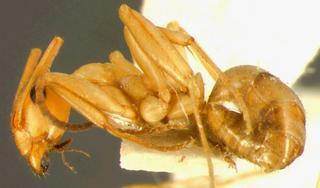 Formica sanguinea subintegra var gilvescens, Wheeler, 1913, side, type