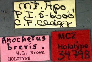 Anochetus brevis, Brown 1978, label, holotype