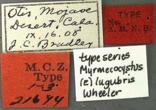 Myrmecocystus lugubris, Wheeler, 1909, label, type