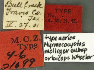 Myrmecocystus melliger arbiceps, Wheeler, label, type