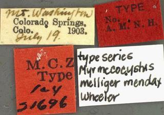 Myrmecocystus melliger mendax, reproductive, Wheeler, 1908, label, type