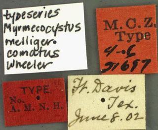 Myrmecocystus melliger var comatus, Wheeler, 1908, label, type