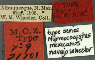 Myrmecocystus mexicanus navajo, Wheeler, 1908, label, type