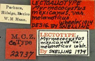Myrmecocystus mexicanus var melanoticus, Wheeler, label, syntype