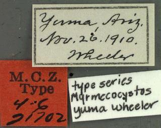 Myrmecocystus yuma, Wheeler, 1912, label, type
