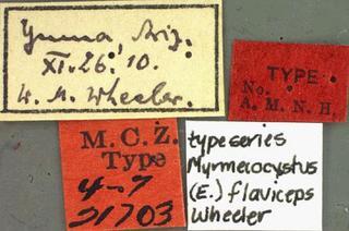 Myrmecocystus yuma var flaviceps, Wheeler, 1912, label, type