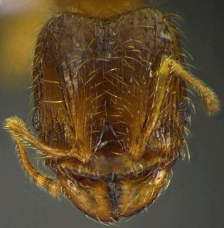 Pheidole juniperae, Wilson, 2003, head, holotype
