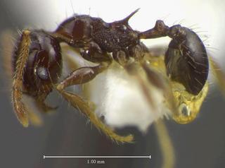 Pheidole thrasys, Wilson, 2003, side, holotype