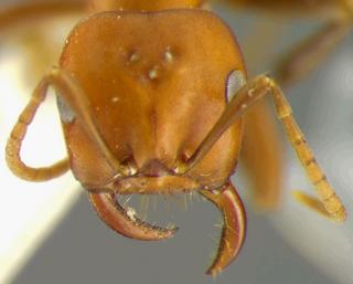 Polyergus breviceps, was Polyergus refescens bicolor, Wasmann, 1915, head, syntype